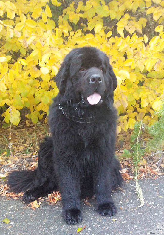 Фото: ньюфаундленд Супер Бизон Данхилл