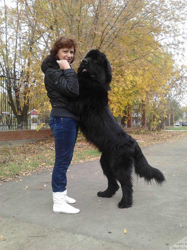 Фото: ньюфаундленд Супер Бизон Данхилл