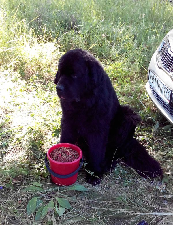 Фото: ньюфаундленд Супер Бизон Данхилл