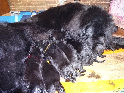 Фото: счастливая мама, ньюфаундленд Ньюфорт Царица Ночи