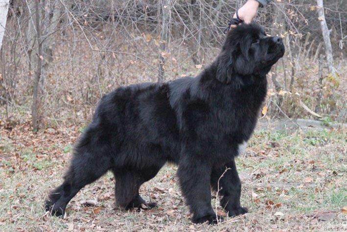 Фото: ньюфаундленд Ща-Да с Берега Дона (Scha-Da s Berega Dona)