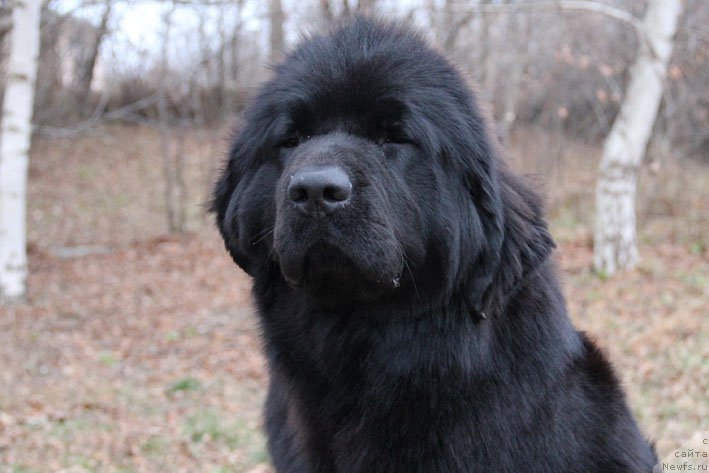 Фото: ньюфаундленд Ща-Да с Берега Дона (Scha-Da s Berega Dona)