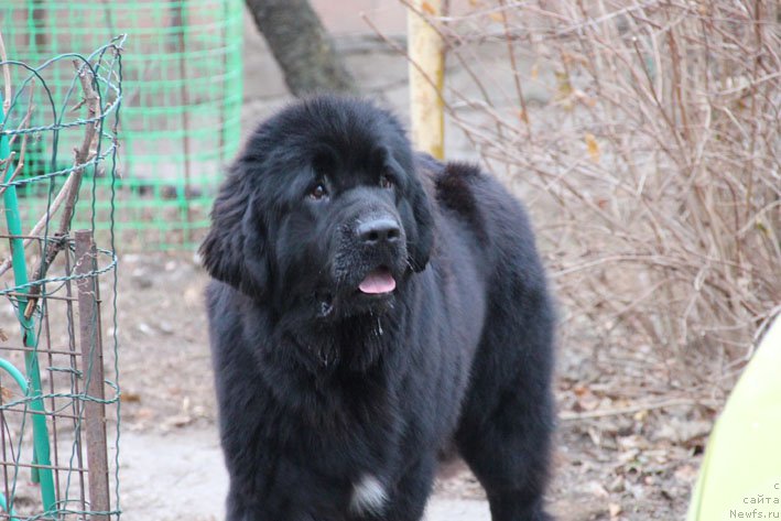 Фото: ньюфаундленд Ща-Да с Берега Дона (Scha-Da s Berega Dona)