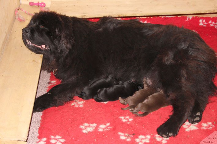 Фото: ньюфаундленд Кингова Дочь с Берега Дона (Kingova Doch s Berega Dona), В-помет