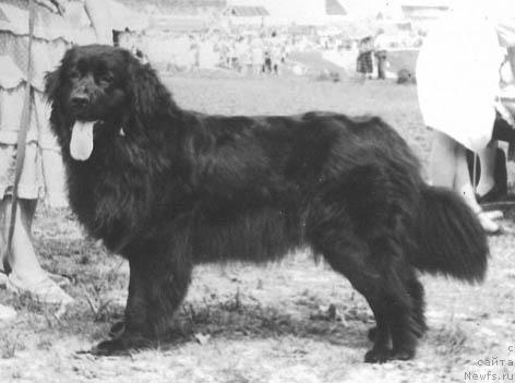 Фото: ньюфаундленд Камилла Жан