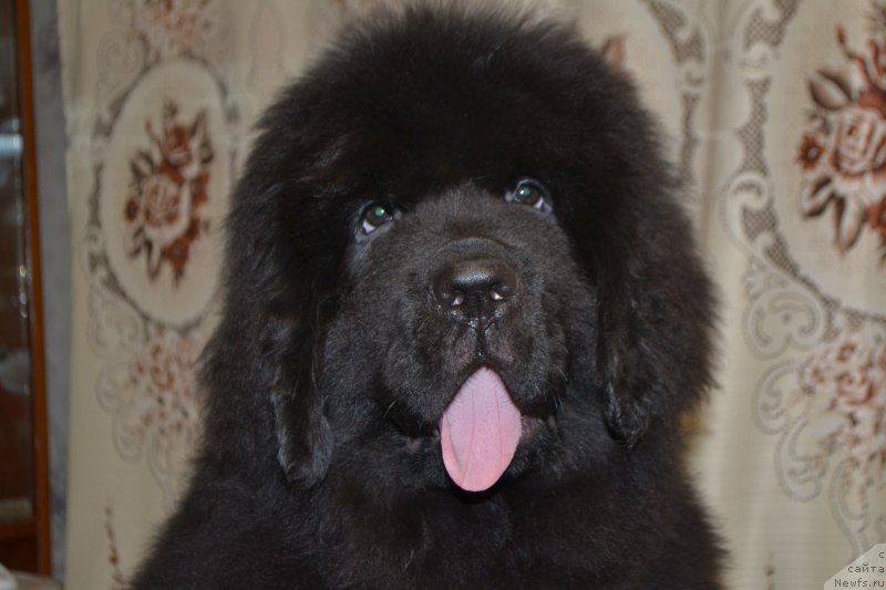 Фото: ньюфаундленд Назар Вятский Медведь (Nazar Vyatskiy Medved)