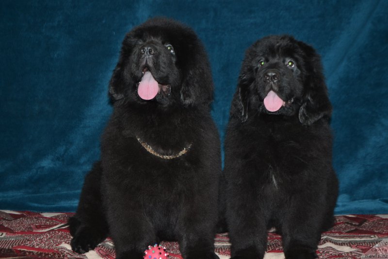 Фото: ньюфаундленд Назар Вятский Медведь (Nazar Vyatskiy Medved), ньюфаундленд Николь Красавица Вятки