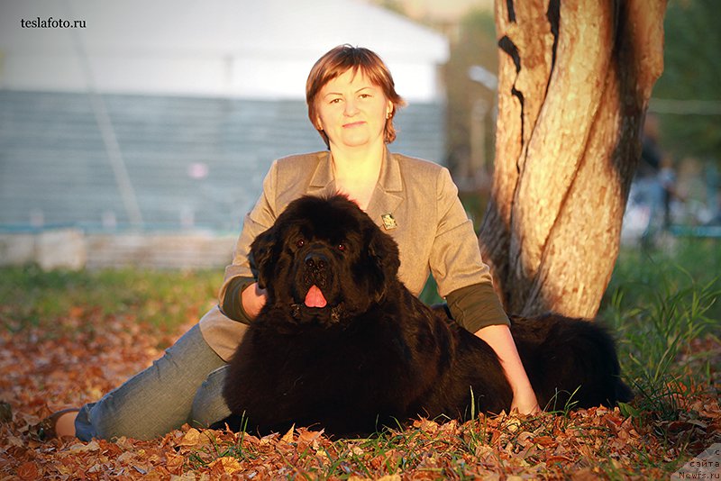 Фото: Татьяна Абутова, ньюфаундленд Акватория Келвин Ундиспьютид Винс (Aquatoriya Kelvin Undisputed Wins)