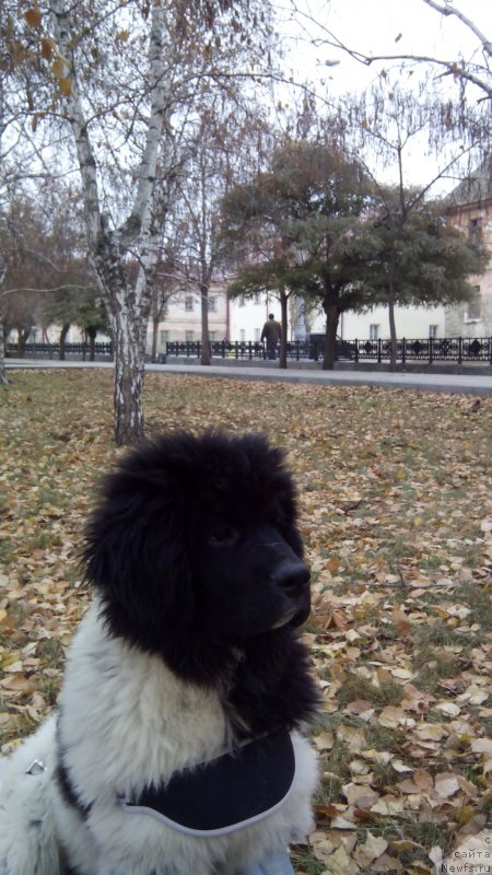 Фото: ньюфаундленд Сказочная Кроха Шампань