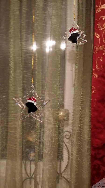 Фото: ньюфаундленд Black Blues iz Volotova