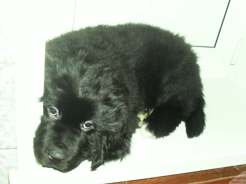 Фото: ньюфаундленд Лионель