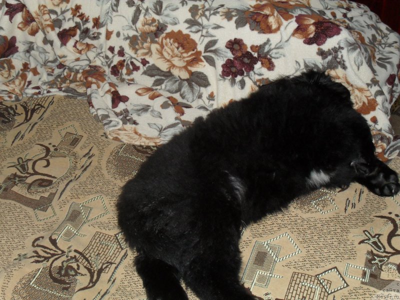 Фото: ньюфаундленд Лионель