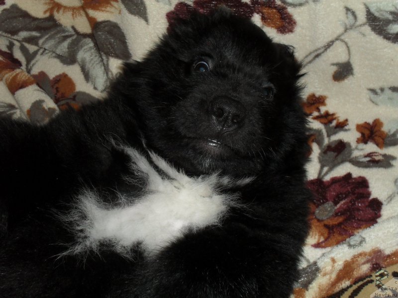 Фото: ньюфаундленд Лионель