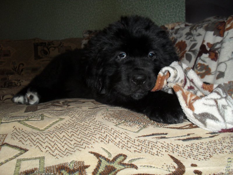 Фото: ньюфаундленд Лионель