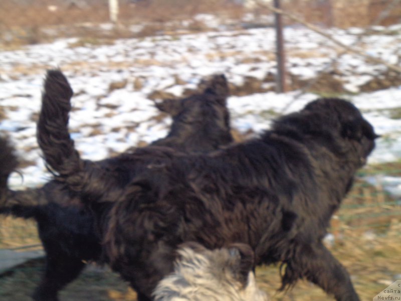 Фото: ньюфаундленд Вито Качо Ферл (Vito Kacho Ferl), ньюфаундленд Супер Премиум Немессис