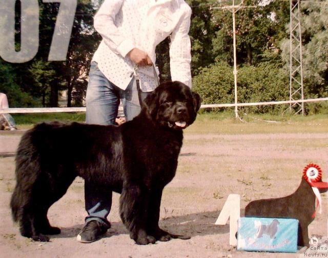 Фото: ньюфаундленд Смигар Очей Очарованье (Smigar Ochey Ocharovanie)