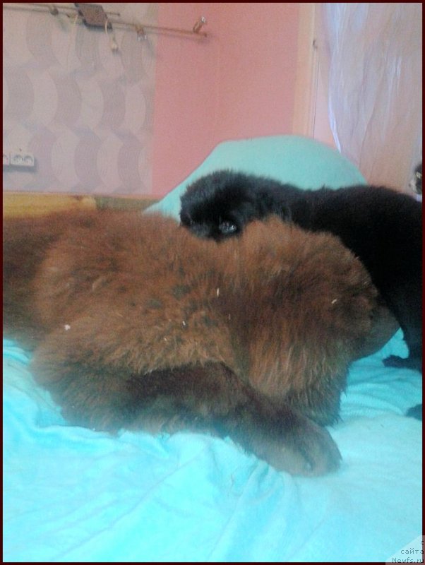 Фотография № 168565