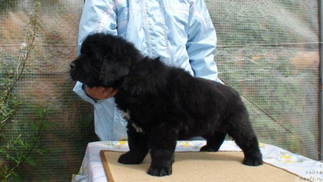 Фото: ньюфаундленд Смигар Иней Серебристый Дым