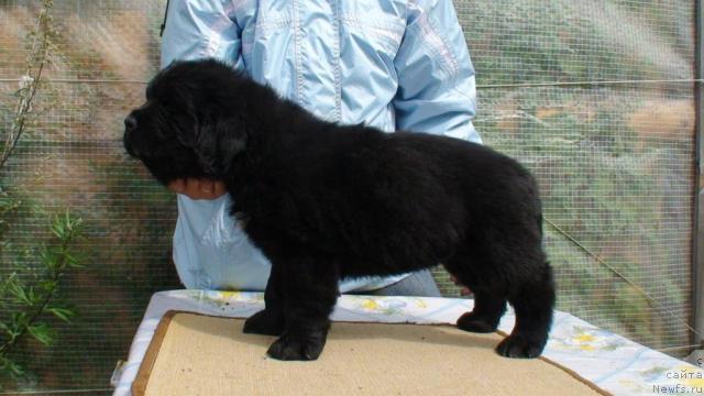 Фото: ньюфаундленд Смигар И это все о нем