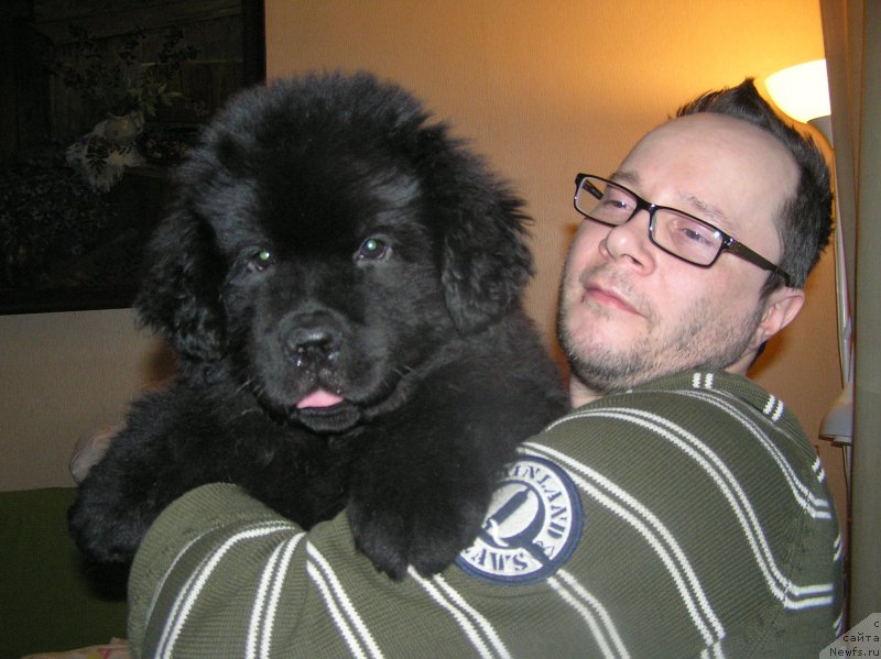 Фото: ньюфаундленд Былинная Марфа с Берега Дона (Bylinnaya Marfa s Berega Dona), Роман Никитенко