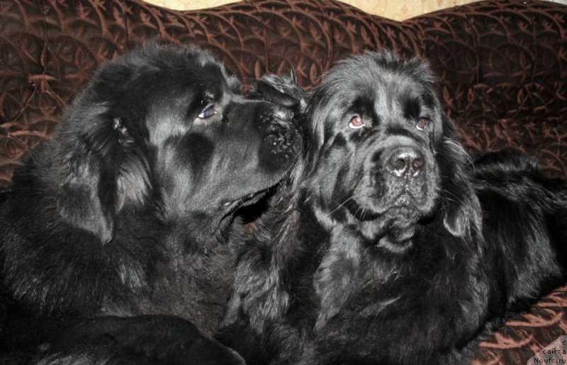 Фото: ньюфаундленд Черная Мафия Муст Хаве (Chernaya Mafia Must Have), ньюфаундленд Черная Мафия Меант То Бе (Chernaya Mafia Meant To Be)