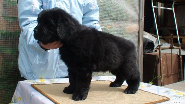 Фото: ньюфаундленд Смигар Иванушка Интернейшенл