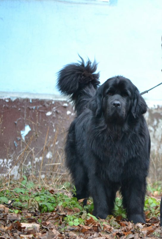 Фото: ньюфаундленд Нефертити Красавица Грядет