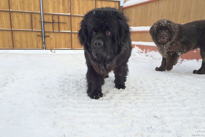 Фото: ньюфаундленд Честолюбивая Чик с Берега Дона (Chistolybivaya Chic s Berega Dona), ньюфаундленд Сент Джонс Лэйди Ав Зе Хауз