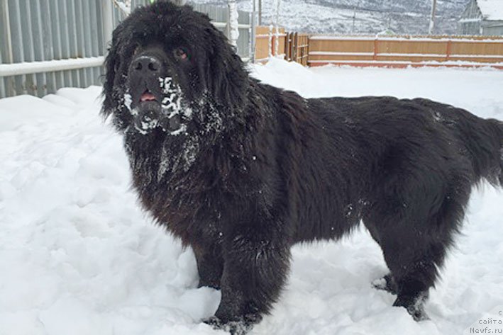 Фото: ньюфаундленд Честолюбивая Чик с Берега Дона (Chistolybivaya Chic s Berega Dona)