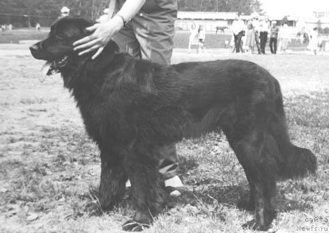 Фото: ньюфаундленд Каролина Жан