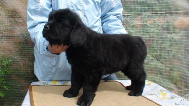 Фото: ньюфаундленд Смигар Империя Страсти