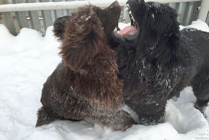 Фото: ньюфаундленд Честолюбивая Чик с Берега Дона (Chistolybivaya Chic s Berega Dona), ньюфаундленд Сент Джонс Лэйди Ав Зе Хауз