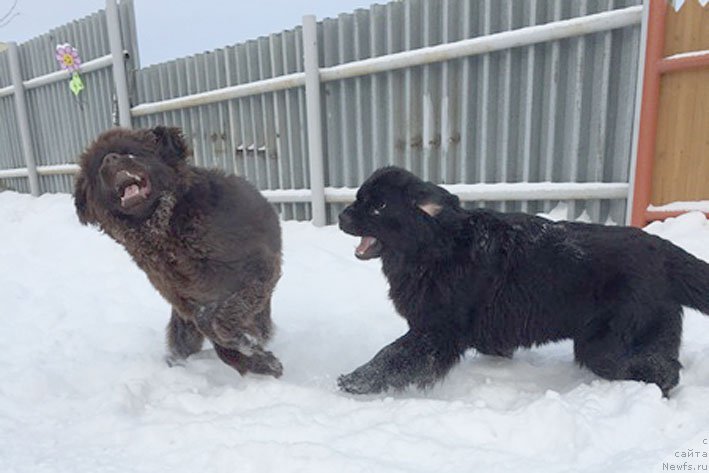 Фото: ньюфаундленд Честолюбивая Чик с Берега Дона (Chistolybivaya Chic s Berega Dona), ньюфаундленд Сент Джонс Лэйди Ав Зе Хауз