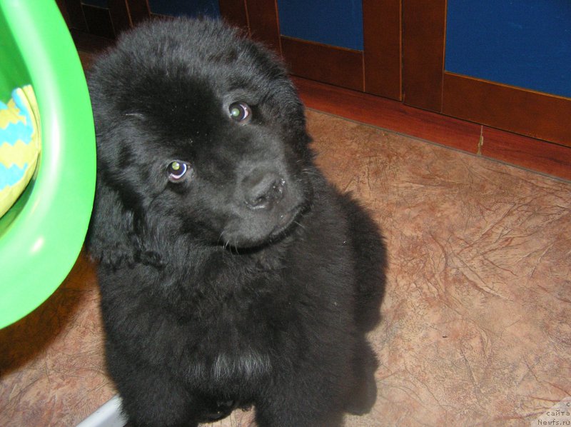 Фото: ньюфаундленд Былинная Марфа с Берега Дона (Bylinnaya Marfa s Berega Dona)