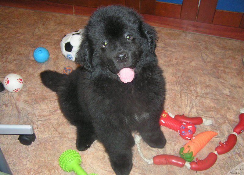 Фото: ньюфаундленд Былинная Марфа с Берега Дона (Bylinnaya Marfa s Berega Dona)