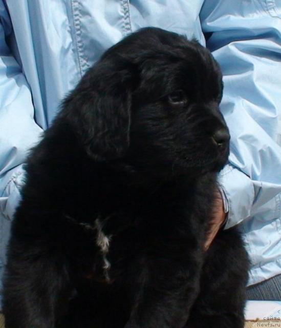 Фото: ньюфаундленд Смигар История Любви