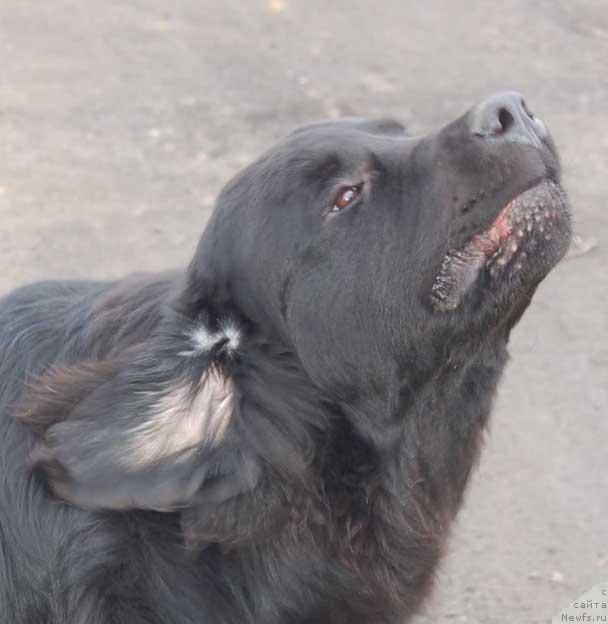 Фото: ньюфаундленд Сент Джонс Орфей