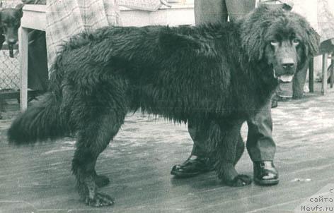 Фото: ньюфаундленд Капрал Ник