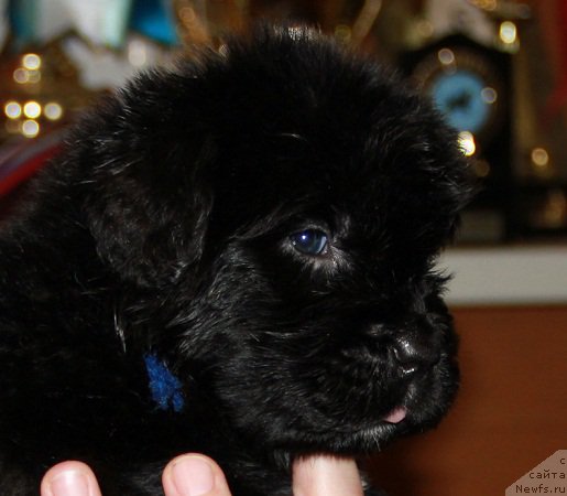 Фото: ньюфаундленд Ньюфорт Царица Ночи