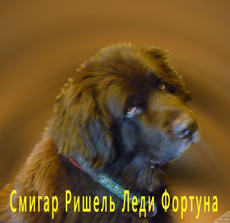 Фото: ньюфаундленд Смигар Ришель Леди Фортуна (Smigar Rishel Lady Fortuna)