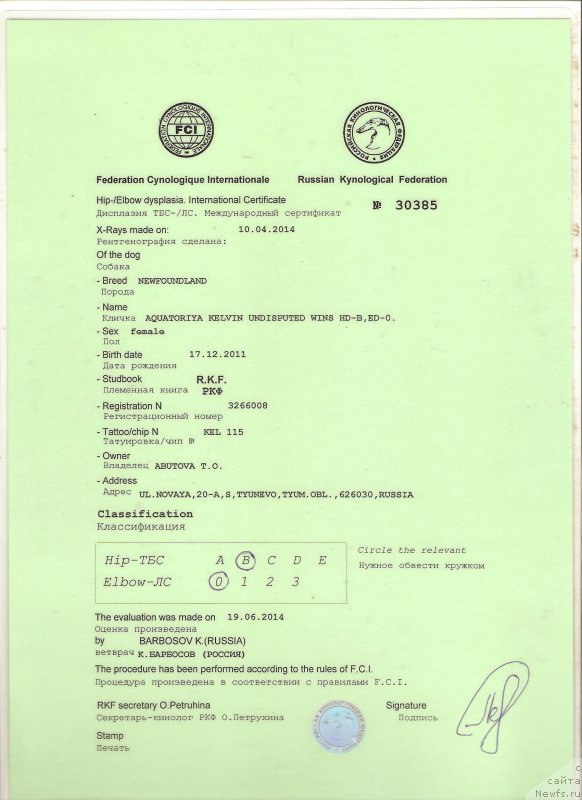 Фото: ньюфаундленд Акватория Келвин Ундиспьютид Винс (Aquatoriya Kelvin Undisputed Wins)