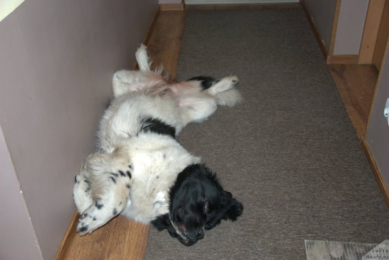 Фото: ньюфаундленд Черная Мафия Зебра Тиме (Chernaya Mafia Zebra Time)