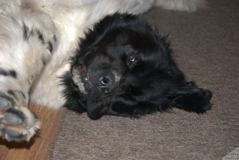 Фото: ньюфаундленд Черная Мафия Зебра Тиме (Chernaya Mafia Zebra Time)