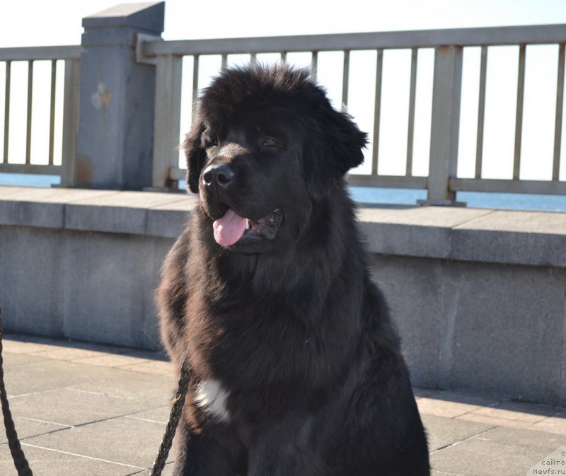 Фото: ньюфаундленд Талисман Моря Мишель