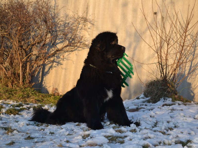 Фото: ньюфаундленд Талисман Моря Мишель