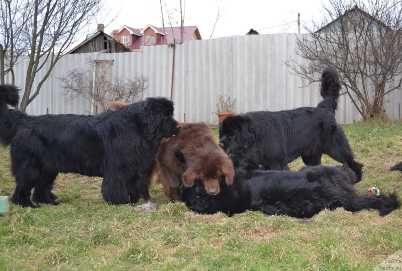 Фото: ньюфаундленд I'm Little Princess Midnight Bear, ньюфаундленд Аркадия Виват Арбона, ньюфаундленд Талисман Моря Мишель, ньюфаундленд Талисман Моря Магия Волн