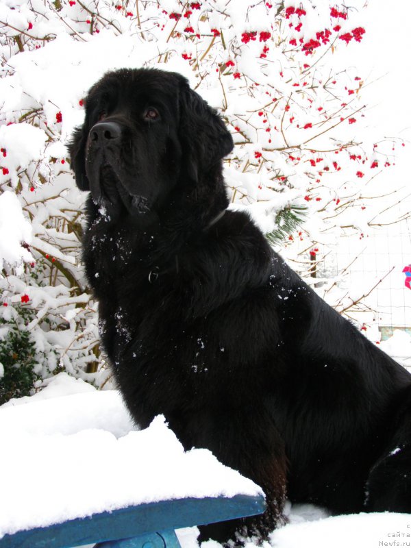 Фото: ньюфаундленд Черная Мафия Маубе Ше Вилл (Chernaya Mafia Maybe She Will)