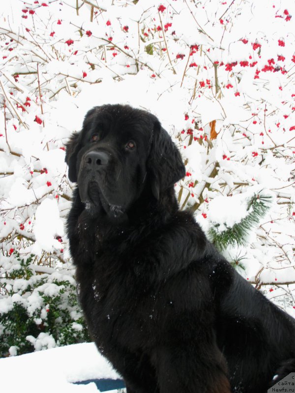 Фото: ньюфаундленд Черная Мафия Маубе Ше Вилл (Chernaya Mafia Maybe She Will)