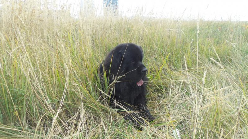 Фото: ньюфаундленд Черная Мафия Мове Уп Ин Тхе Ворлд (Chernaya Mafia Move Up In The World)