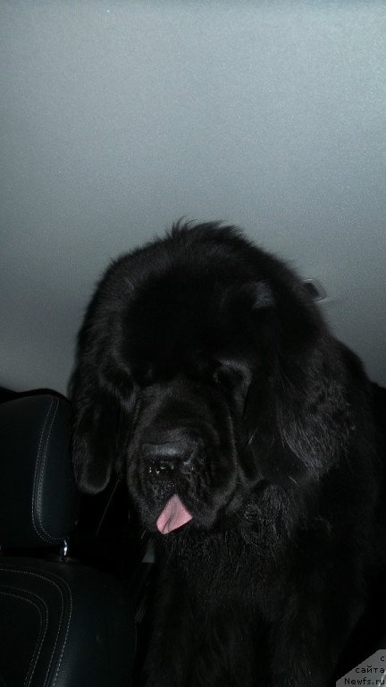 Фото: ньюфаундленд Черная Мафия Мове Уп Ин Тхе Ворлд (Chernaya Mafia Move Up In The World)